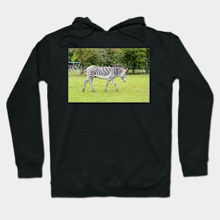 Grevy's Zebra Hoodie